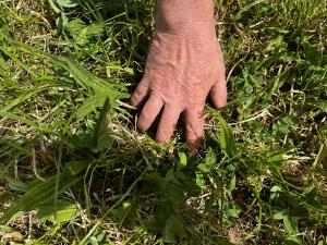 Plantain and red clover leaves are dominant in the 10-day regrowth