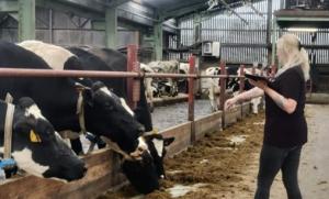 Fear of humans is tested by approaching a cow when she is at the feed-face and assessing how close you can get before the cow withdraws