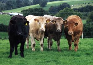 Beef cattle in a field