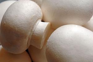 Mushroom Mushroom