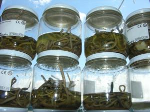 Worms collected during the study