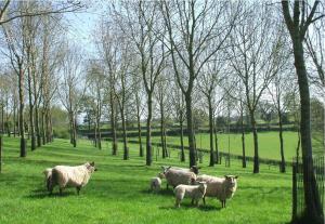 Silvopasture Loughgall