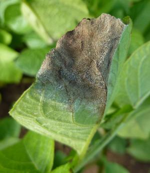 Blight sporulating on a potato leaf Blight sporulating on a potato leaf