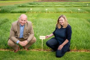 Galgorm Grass variety photo Galgorm Grass variety photo