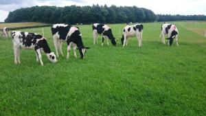 Calves from current grazing study evaluating animal and sward performance Calves from current grazing study evaluating animal and sward performance