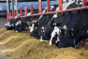 Winter feeding – a key focus of the AFBI Dairy Open Day on 6th June Winter feeding – a key focus of the AFBI Dairy Open Day on 6th June
