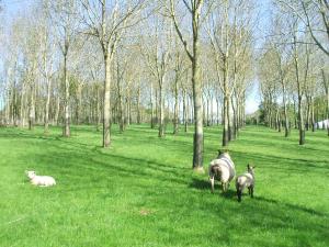 Agroforestry at AFBI Loughgall offers many benefits to a sheep grazing system. Agroforestry at AFBI Loughgall offers many benefits to a sheep grazing system.
