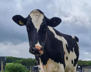 AFBI investigates three versus five cut silage systems: effects on cow performance AFBI investigates three versus five cut silage systems: effects on cow performance