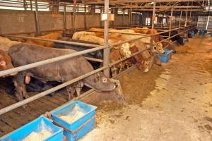 Cattle overwintering in a shed. Cattle overwintering in a shed.