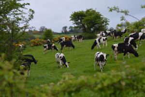 Dairy cows grazing at AFBI Hillsborough Dairy cows grazing at AFBI Hillsborough