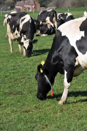 Cows at Hillsborough making full use of high quality spring grass Cows at Hillsborough making full use of high quality spring grass