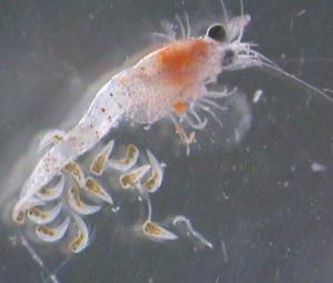 Hemimysis Anomala (image by Kevin Gallagher, AFBI) Hemimysis Anomala (image by Kevin Gallagher, AFBI)