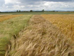 Use of AFBI grass varieties continues to increase annually Use of AFBI grass varieties continues to increase annually