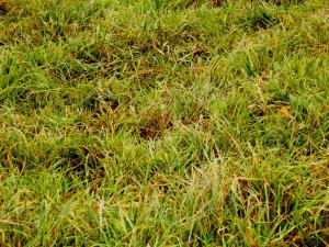 Figure 1. Acutely potash (K) deficient sward showing browning of older leaf tissue Figure 1. Acutely potash (K) deficient sward showing browning of older leaf tissue