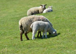 AFBI warns of potential Nematodirus infection in young lambs. AFBI warns of potential Nematodirus infection in young lambs.