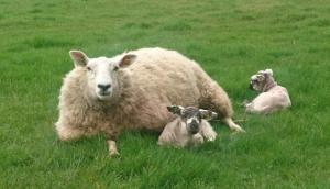 With careful planning and selection, breeding ewe lambs can represent an additional income at weaning of £70.95 per ewe. With careful planning and selection, breeding ewe lambs can represent an additional income at weaning of £70.95 per ewe.