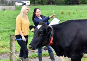 Stephanie Buijs (right) and Laura McAnally (left) assessing welfare in a herd on pasture Stephanie Buijs (right) and Laura McAnally (left) assessing welfare in a herd on pasture