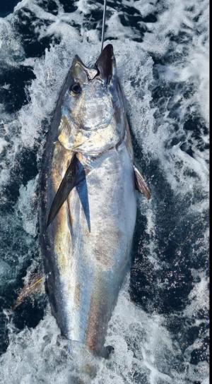 Bluefin tuna caught, tagged and released by Davy Frayne and his crew on the Torra, off the coast of Ballycastle Bluefin tuna caught, tagged and released by Davy Frayne and his crew on the Torra, off the coast of Ballycastle