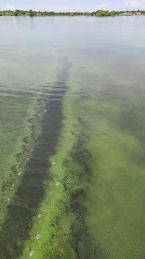 Blue-green algal bloom on the surface of Lough Neagh Blue-green algal bloom on the surface of Lough Neagh