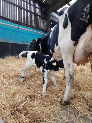 Investing in youngstock is the key to a productive and healthy future herd