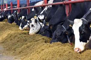 At the Dairy “Farming for the Future” Open Day on the 18th June, the AFBI Hillsborough Dairy Research Team will outline nutritional approaches which can be adopted to help reduce nitrogen, phosphorus and methane losses from dairy systems At the Dairy “Farming for the Future” Open Day on the 18th June, the AFBI Hillsborough Dairy Research Team will outline nutritional approaches which can be adopted to help reduce nitrogen, phosphorus and methane losses from dairy systems