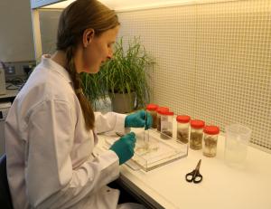 Grass researchers in AFBI have commenced work to identify traits in perennial ryegrass associated with improved nitrogen use efficiency Grass researchers in AFBI have commenced work to identify traits in perennial ryegrass associated with improved nitrogen use efficiency