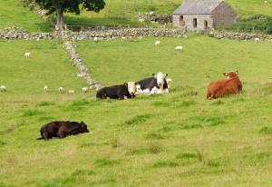 MCF is a severe disease of cattle, deer and other hoofed animals MCF is a severe disease of cattle, deer and other hoofed animals