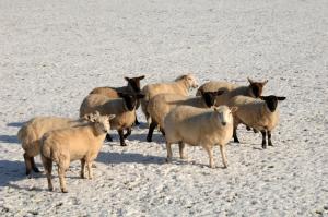 The majority of outbreaks of poisoning by plants in sheep occur over the winter months when grass is scarce