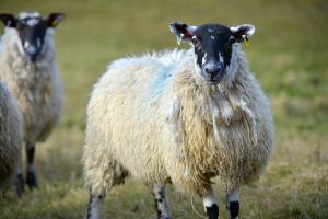 The changeable weather we are experiencing is also a risk factor for chronic copper poisoning in sheep The changeable weather we are experiencing is also a risk factor for chronic copper poisoning in sheep
