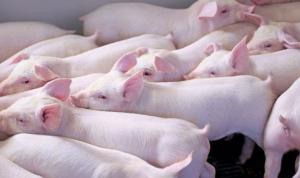 Local Research Group explores ways to reduce nitrogen excretion Local Research Group explores ways to reduce nitrogen excretion