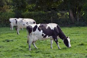 AFBI Scientists will be available for consultation at the DAERA Stand at the RUAS Winter Fair, Thursday 8th November 9-5pm. AFBI Scientists will be available for consultation at the DAERA Stand at the RUAS Winter Fair, Thursday 8th November 9-5pm.