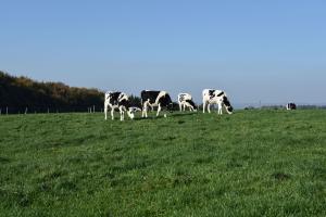 Maiden heifers grazing Maiden heifers grazing
