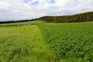 Grass and grass clover swards growing at AFBI Hillsborough Grass and grass clover swards growing at AFBI Hillsborough