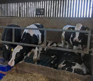 Dairy origin bulls housed on rubber covered slats Dairy origin bulls housed on rubber covered slats