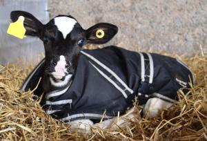 Using calf jackets should be considered as a way to keep calves warm Using calf jackets should be considered as a way to keep calves warm