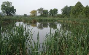 Constructed wetland at CAFRE Greenmount Constructed wetland at CAFRE Greenmount