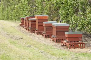 Honey bee hives at AFBI Loughgall Honey bee hives at AFBI Loughgall