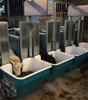 Sheep are given access to forage feed boxes and their intake is recorded automatically using their EID tag Sheep are given access to forage feed boxes and their intake is recorded automatically using their EID tag