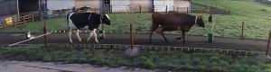A pair of cows walking along the artificial grass side of the laneway on their way to pasture A pair of cows walking along the artificial grass side of the laneway on their way to pasture