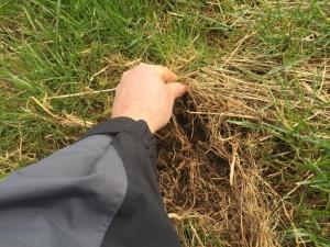 Poor quality dead material at the base of over-wintered swards Poor quality dead material at the base of over-wintered swards