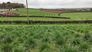 Forage grass breeding plots at AFBI, Loughgall. Forage grass breeding plots at AFBI, Loughgall.