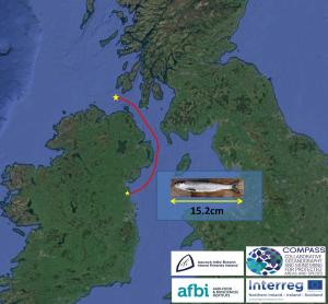 The route taken by young salmon (smolts) leaving the east coast of Ireland has been discovered for the first time. The route taken by young salmon (smolts) leaving the east coast of Ireland has been discovered for the first time.