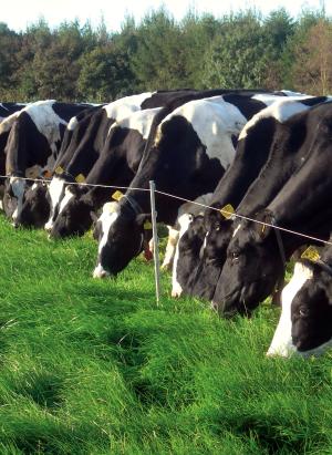 The percentage of nitrogen consumed by the cow, and which subsequently ends up in milk protein, is defined as nitrogen-use-efficiency. The percentage of nitrogen consumed by the cow, and which subsequently ends up in milk protein, is defined as nitrogen-use-efficiency.