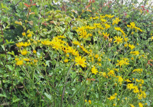 Image of Ragwort growing in a hedgerow Image of Ragwort growing in a hedgerow