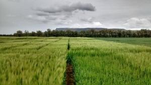 Winter barley trial, Limavady Winter barley trial, Limavady