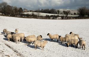 sheep sheep