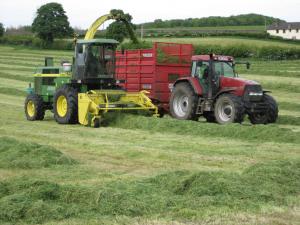 Silage cutting Silage cutting
