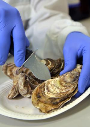 shellfish testing shellfish testing