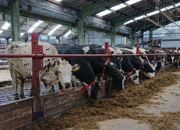 As a part of the DAERA funded project AUTODAIRY, AFBI is studying the welfare of commercial dairy herds.