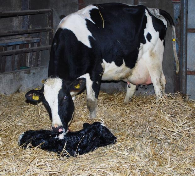 Investing in the best genetics is an investment in the future of your herd Investing in the best genetics is an investment in the future of your herd